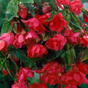 Begonia Pendula Pink